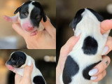5 chiots Teckel Nain à Poil Ras non LOF à réserver