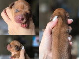 5 chiots Teckel Nain à Poil Ras non LOF à réserver