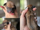 5 chiots Teckel Nain à Poil Ras non LOF à réserver
