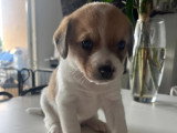 Magnifiques chiots Beagle croisés Spitz à vendre