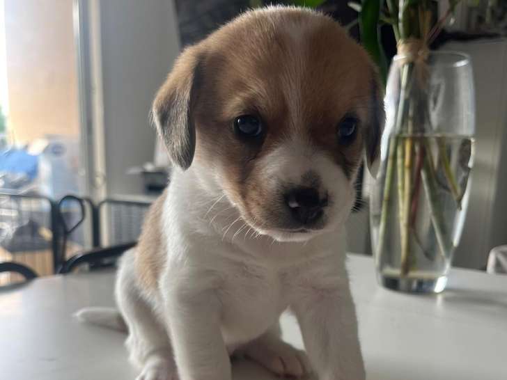 Magnifiques chiots Beagle croisés Spitz à vendre