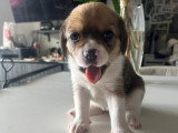 Magnifiques chiots Beagle croisés Spitz à vendre