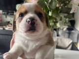 Magnifiques chiots Beagle croisés Spitz à vendre