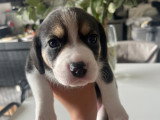 Magnifiques chiots Beagle croisés Spitz à vendre