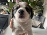 Magnifiques chiots Beagle croisés Spitz à vendre