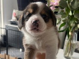Magnifiques chiots Beagle croisés Spitz à vendre