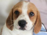 Magnifiques chiots Beagle croisés Spitz à vendre