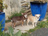 Deux chiens adultes Chihuahua à vendre