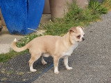 Deux chiens adultes Chihuahua à vendre