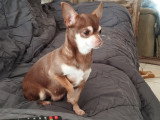 Deux chiens adultes Chihuahua à vendre
