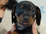 Chiots Teckel Nain à vendre
