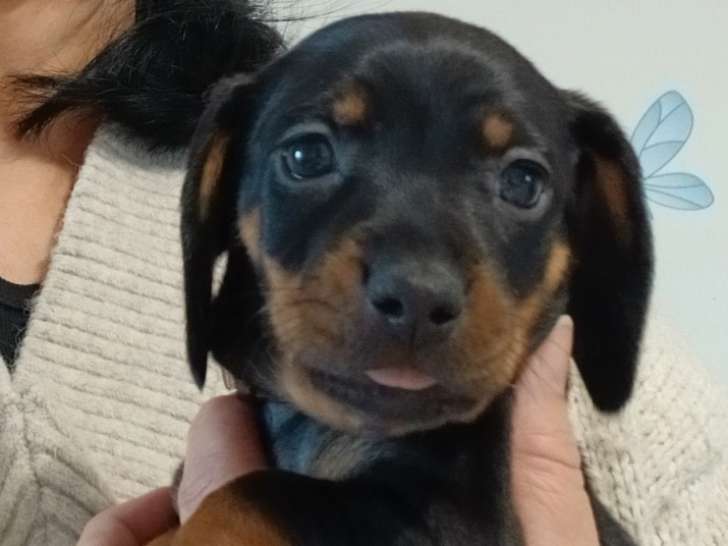 Chiots Teckel Nain à vendre
