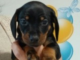Chiots Teckel Nain à vendre