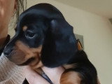 Chiots Teckel Nain à vendre
