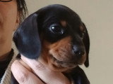 Chiots Teckel Nain à vendre