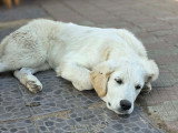 Andrea, jeune chien type Golden à adopter d'urgence en refuge