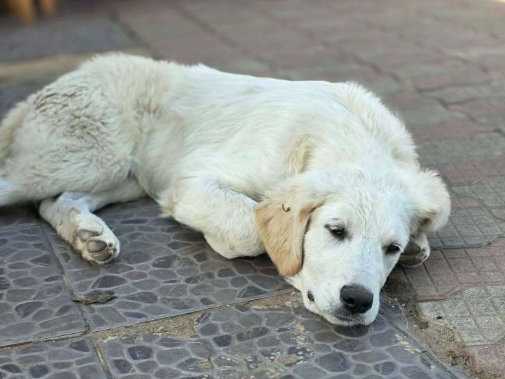 Andrea, jeune chien type Golden à adopter d'urgence en refuge