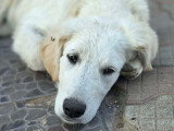 Andrea, jeune chien type Golden à adopter d'urgence en refuge