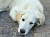 Andrea, jeune chien type Golden à adopter d'urgence en refuge