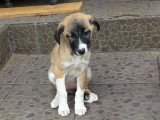 Fanny, chiot femelle à adopter d'urgence en refuge