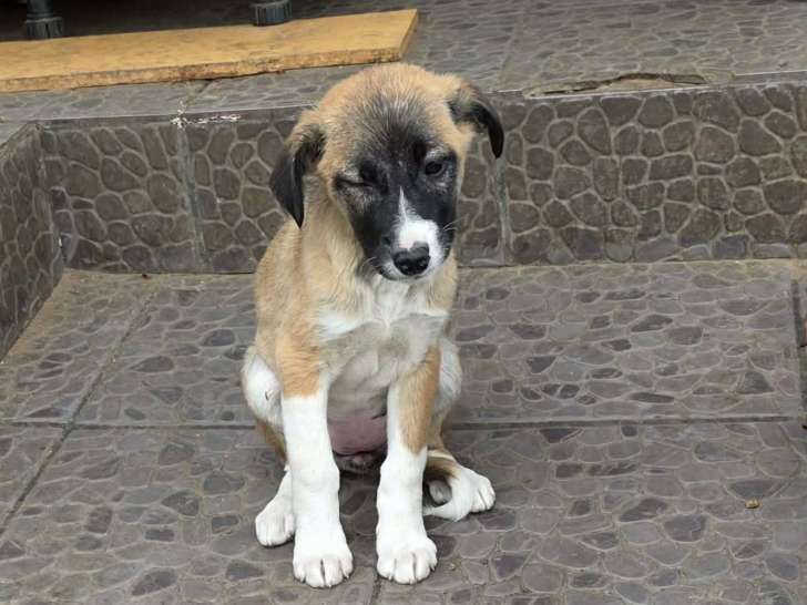 Fanny, chiot femelle à adopter d'urgence en refuge