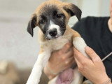 Fanny, chiot femelle à adopter d'urgence en refuge