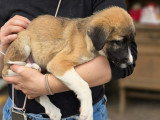 Fanny, chiot femelle à adopter d'urgence en refuge