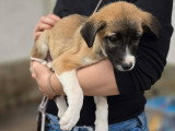 Fanny, chiot femelle à adopter d'urgence en refuge
