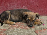 Malo, chiot recherche famille d'accueil ou d'adoption