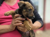 Malo, chiot recherche famille d'accueil ou d'adoption