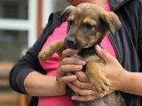 Malo, chiot recherche famille d'accueil ou d'adoption