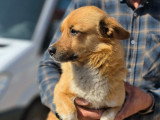 Pepe, chien à adopter en refuge en urgence