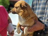 Pepe, chien à adopter en refuge en urgence