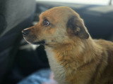 Pepe, chien à adopter en refuge en urgence
