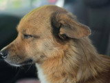 Pepe, chien à adopter en refuge en urgence