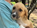 Strella, chiot femelle à adopter en association