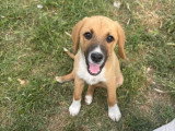 Strella, chiot femelle à adopter en association