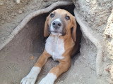Strella, chiot femelle à adopter en association