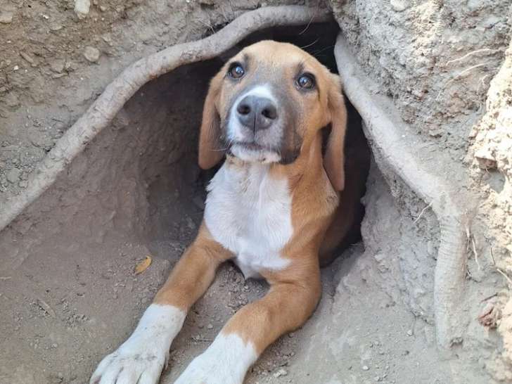 Strella, chiot femelle à adopter en association