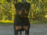 Femelle Rottweiler LOF à vendre
