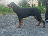 Femelle Rottweiler LOF à vendre