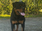 Femelle Rottweiler LOF à vendre