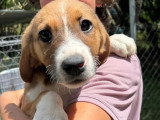 Fern, chiot femelle à adopter en association