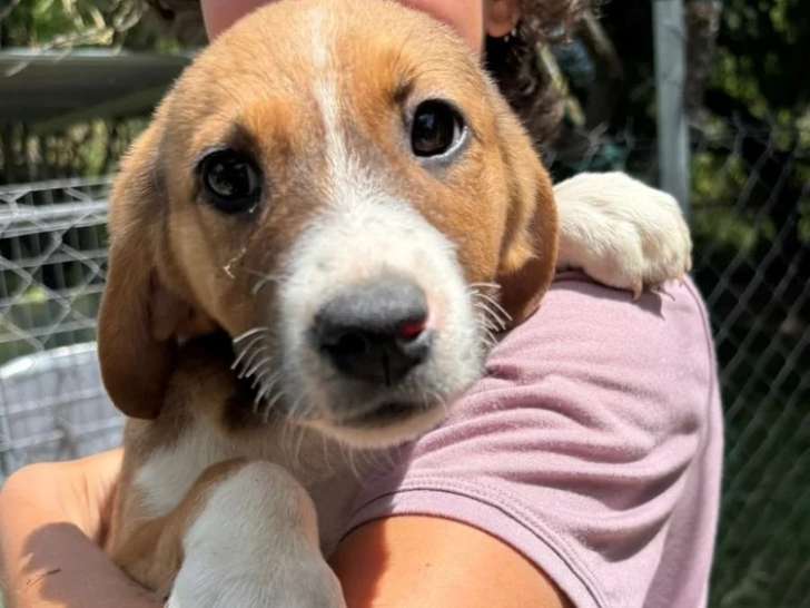 Fern, chiot femelle à adopter en association
