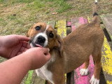 Fern, chiot femelle à adopter en association