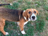 Fern, chiot femelle à adopter en association
