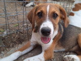 Fern, chiot femelle à adopter en association