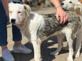 Soren, 7 mois à adopter en refuge en urgence