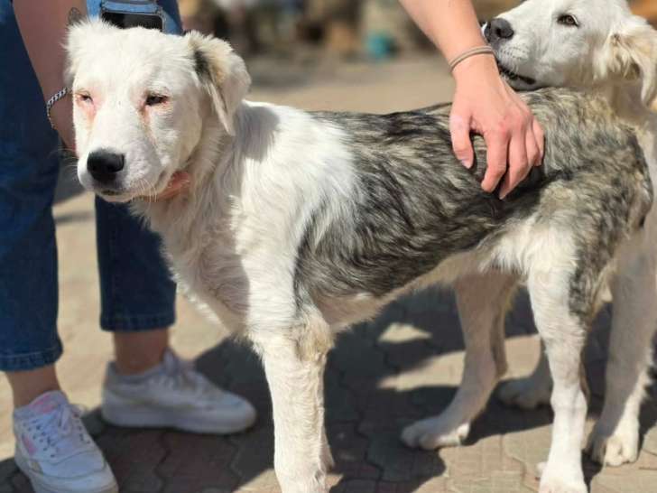 Soren, 7 mois à adopter en refuge en urgence