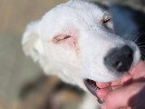 Soren, 7 mois à adopter en refuge en urgence